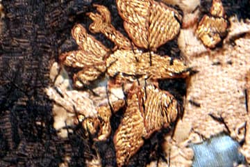 Detail with gold embroidery of the chasuble of Angeloptes.